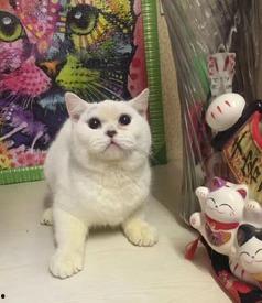 郑州爆料猫咪视频最新,萌宠瞬间引发网友热议 第3张 郑州爆料猫咪视频最新,萌宠瞬间引发网友热议 第3张